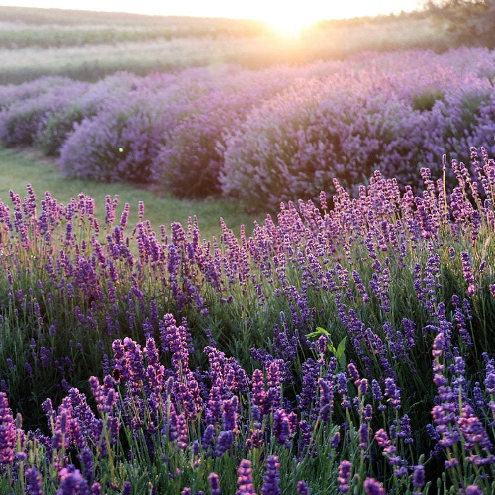 Idrolato di Lavanda 100 ml