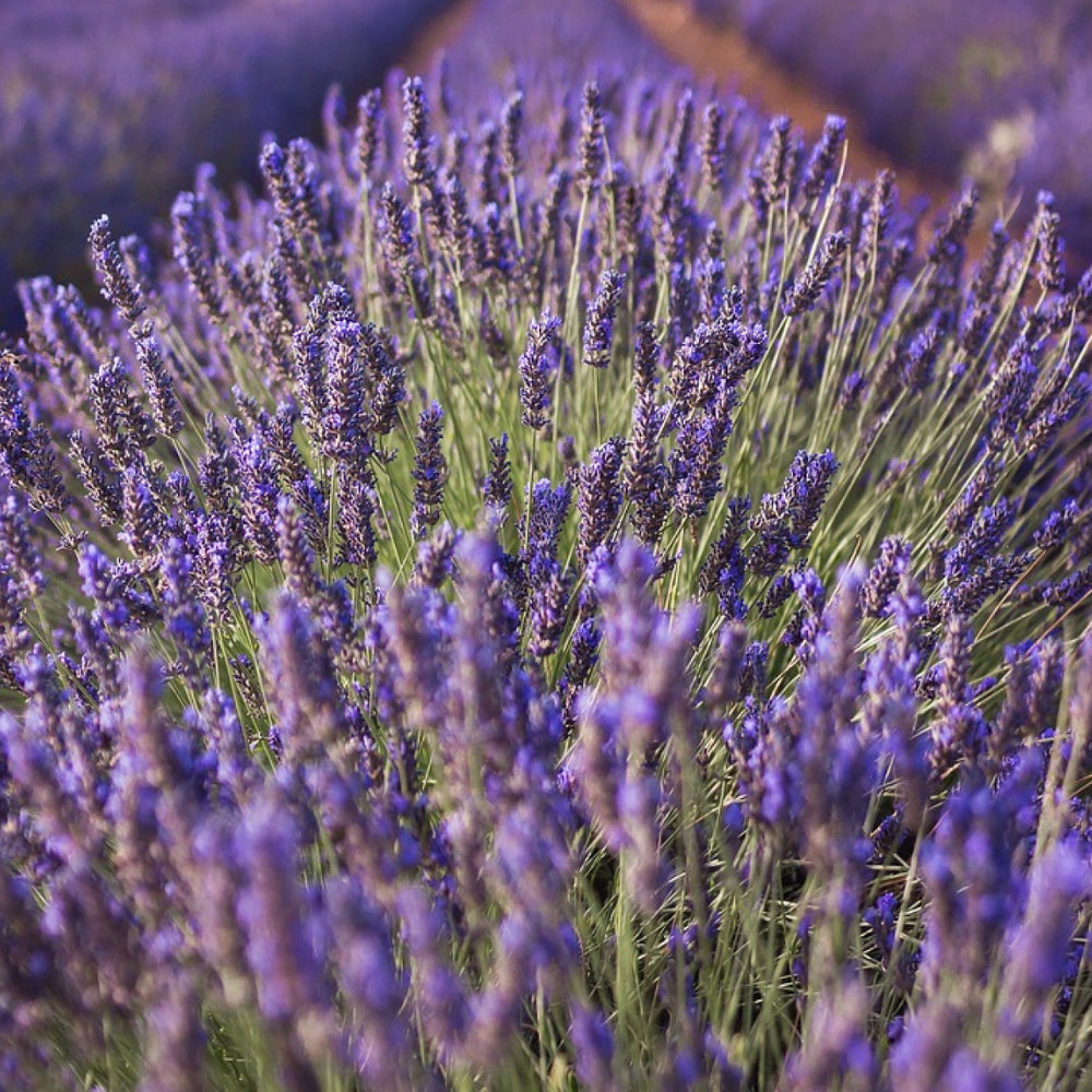 Idrolato di Lavanda 100 ml