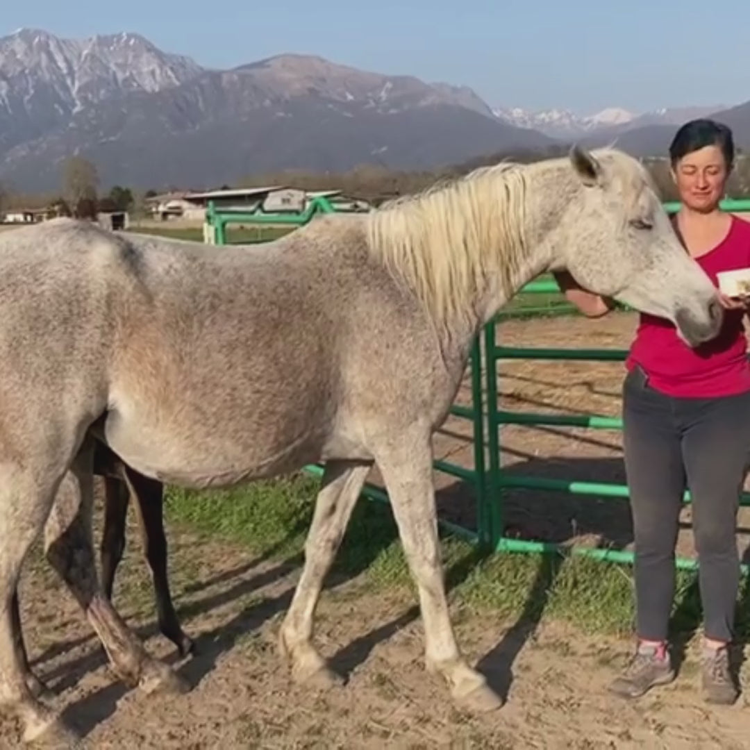 Gel antimosche per cavalli