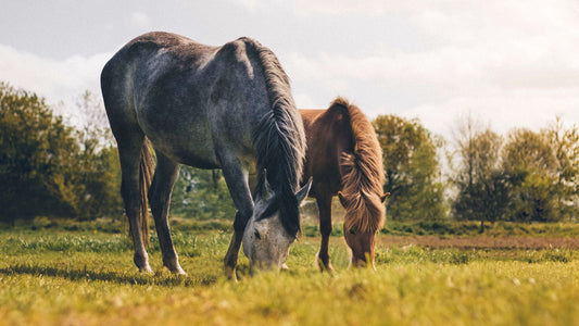 La rivoluzione della cosmetica veterinaria per la cura dei cavalli