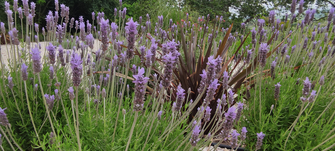 Notizie dal campo