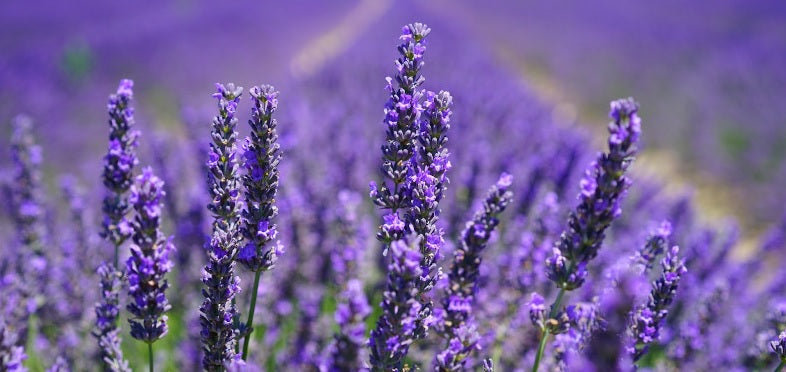 IDROLATO DI LAVANDA veterinaria "Naturalis Equina"